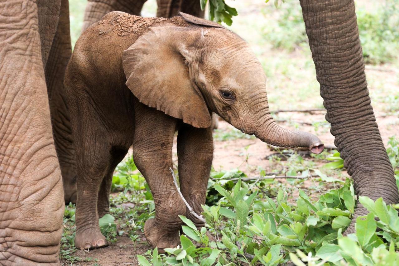คูนาเม ลอดจ์ Villa Karongwe Game Reserve ภายนอก รูปภาพ