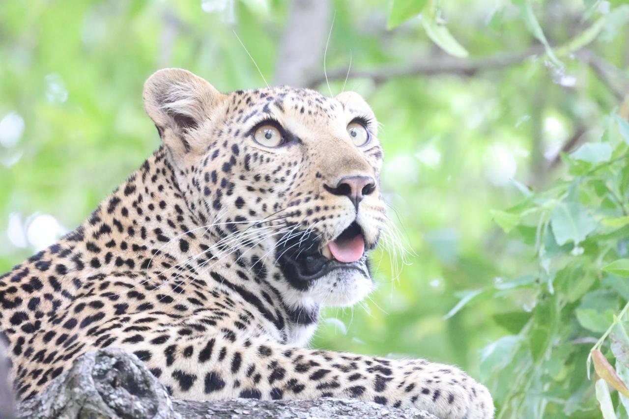 คูนาเม ลอดจ์ Villa Karongwe Game Reserve ภายนอก รูปภาพ