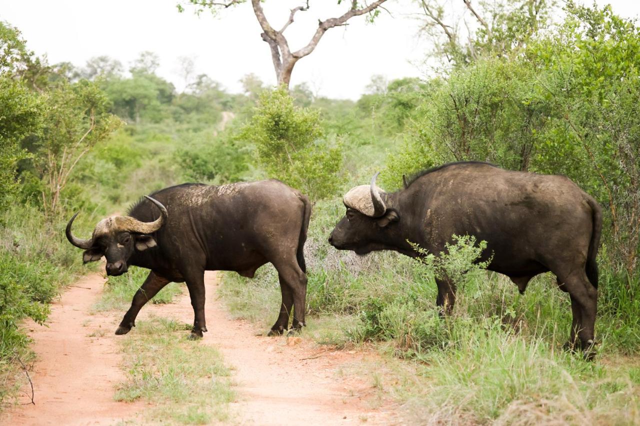 คูนาเม ลอดจ์ Villa Karongwe Game Reserve ภายนอก รูปภาพ