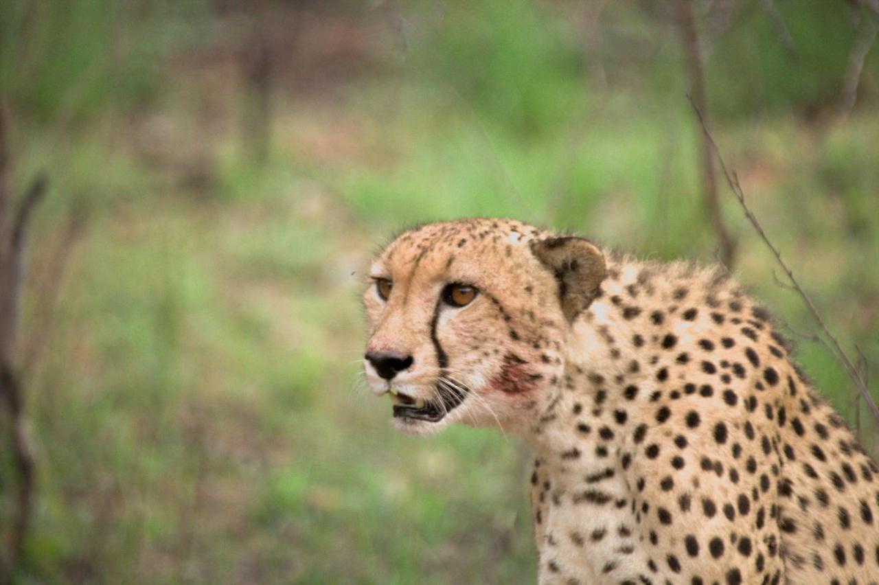 คูนาเม ลอดจ์ Villa Karongwe Game Reserve ภายนอก รูปภาพ