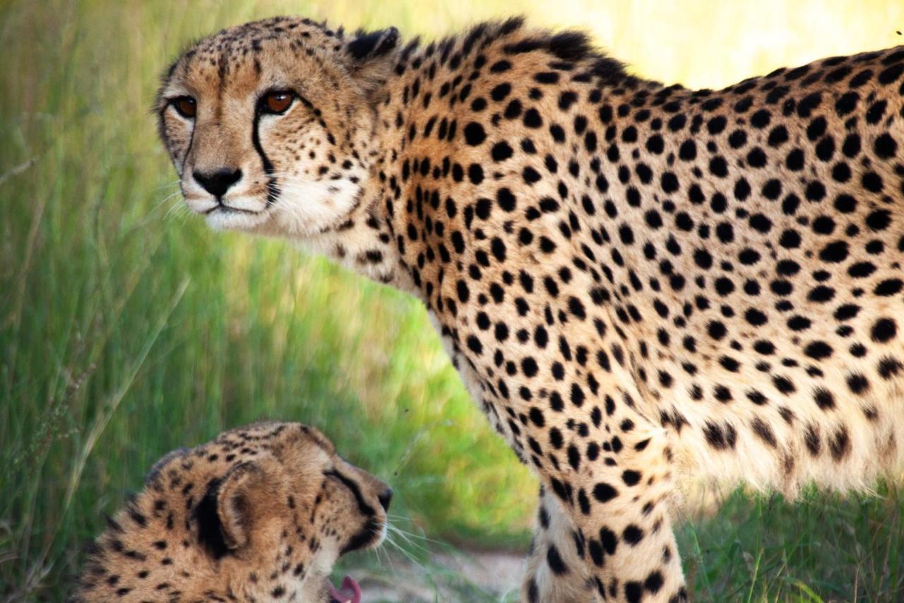 คูนาเม ลอดจ์ Villa Karongwe Game Reserve ภายนอก รูปภาพ