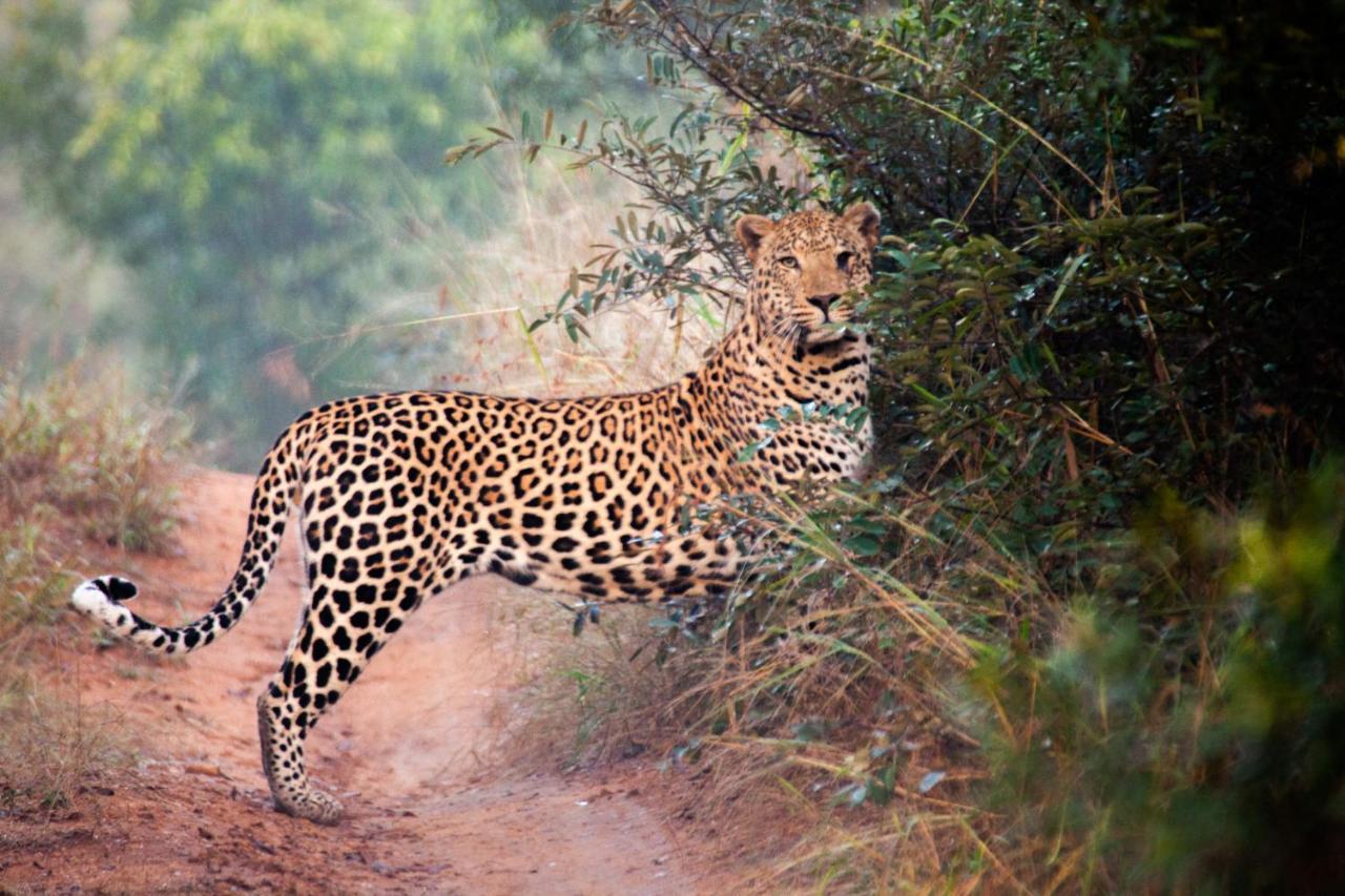 คูนาเม ลอดจ์ Villa Karongwe Game Reserve ภายนอก รูปภาพ