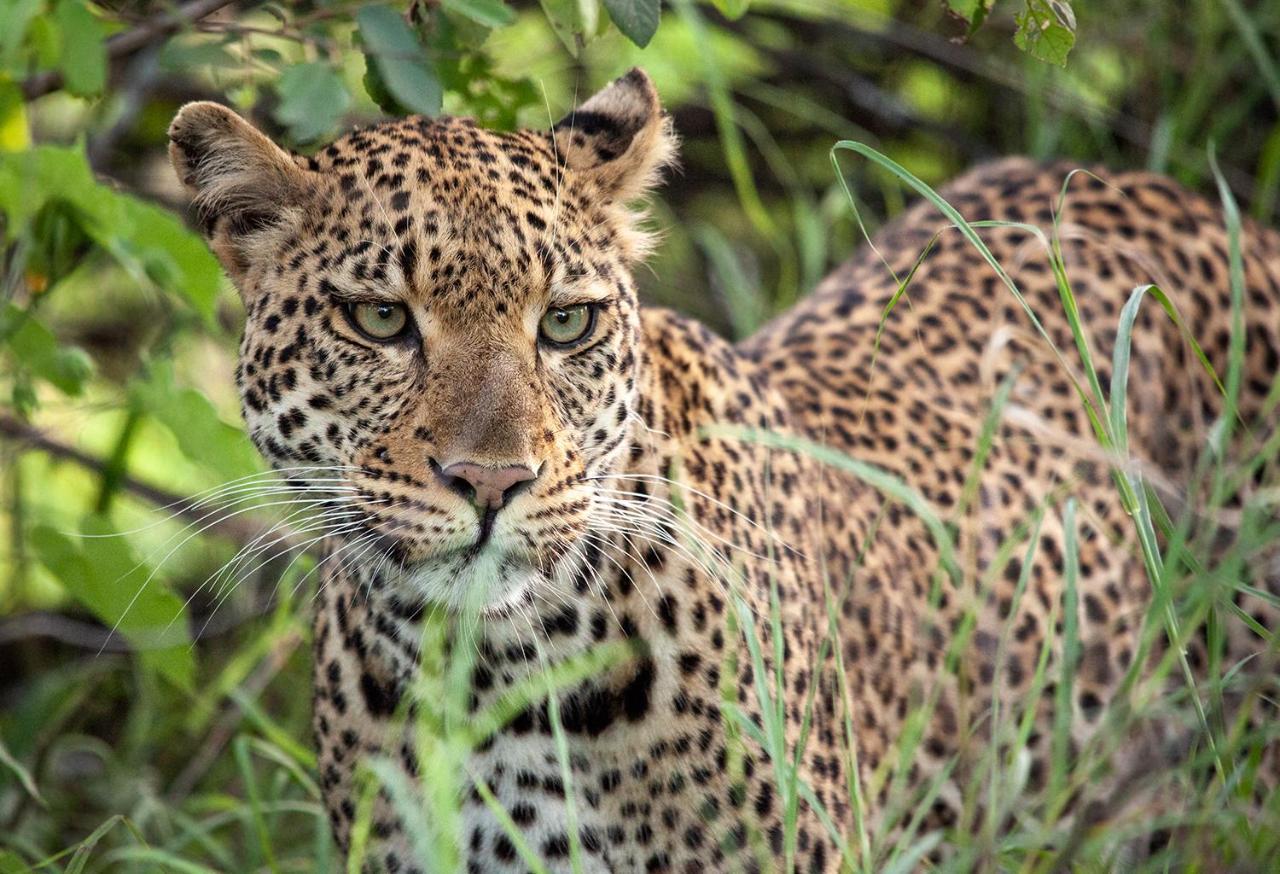 คูนาเม ลอดจ์ Villa Karongwe Game Reserve ภายนอก รูปภาพ