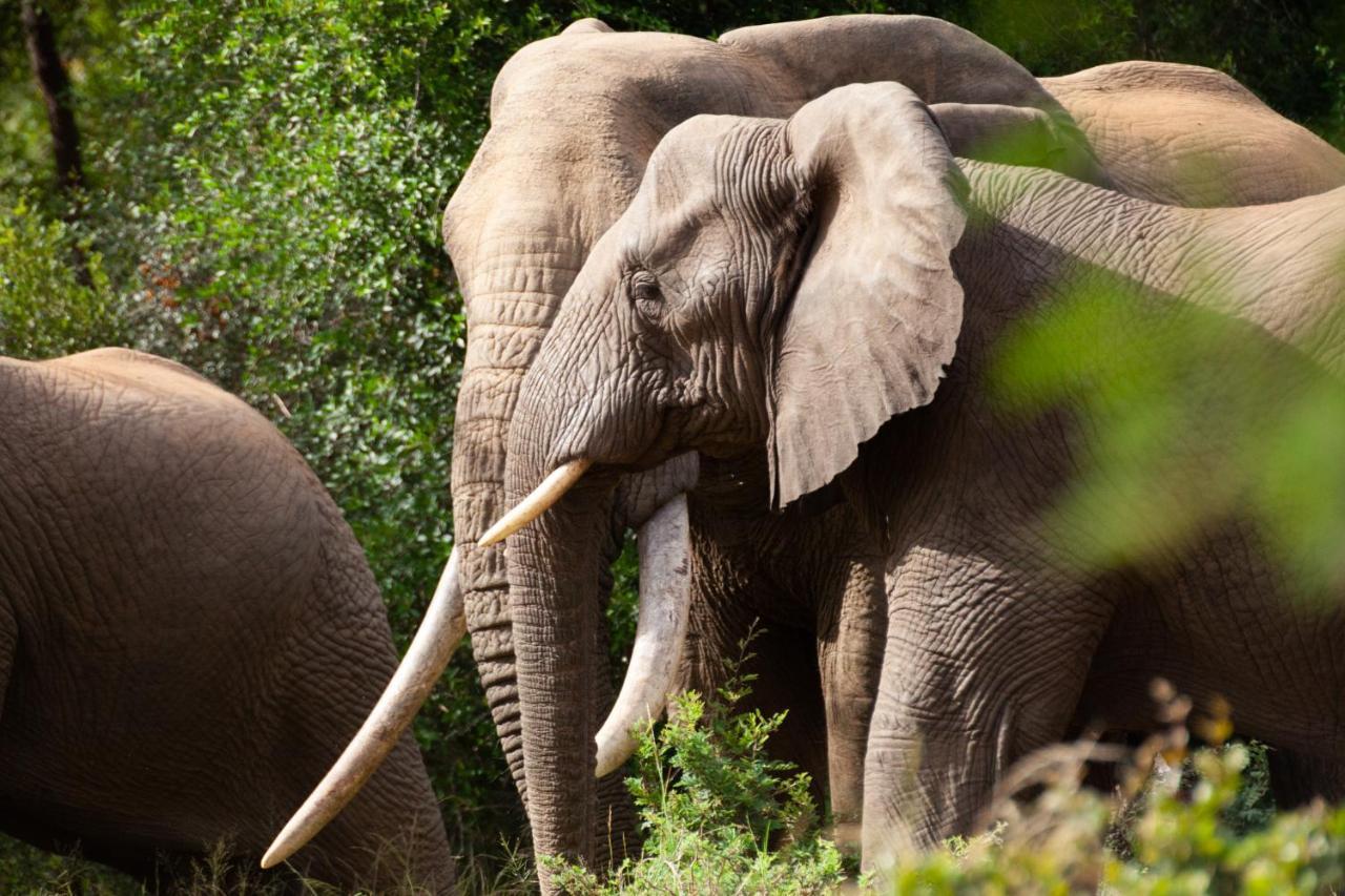 คูนาเม ลอดจ์ Villa Karongwe Game Reserve ภายนอก รูปภาพ
