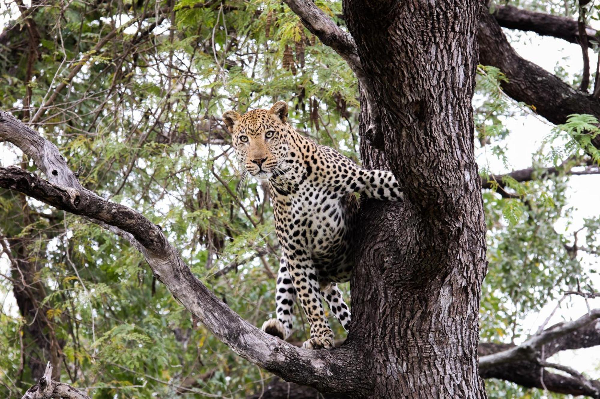 คูนาเม ลอดจ์ Villa Karongwe Game Reserve ภายนอก รูปภาพ