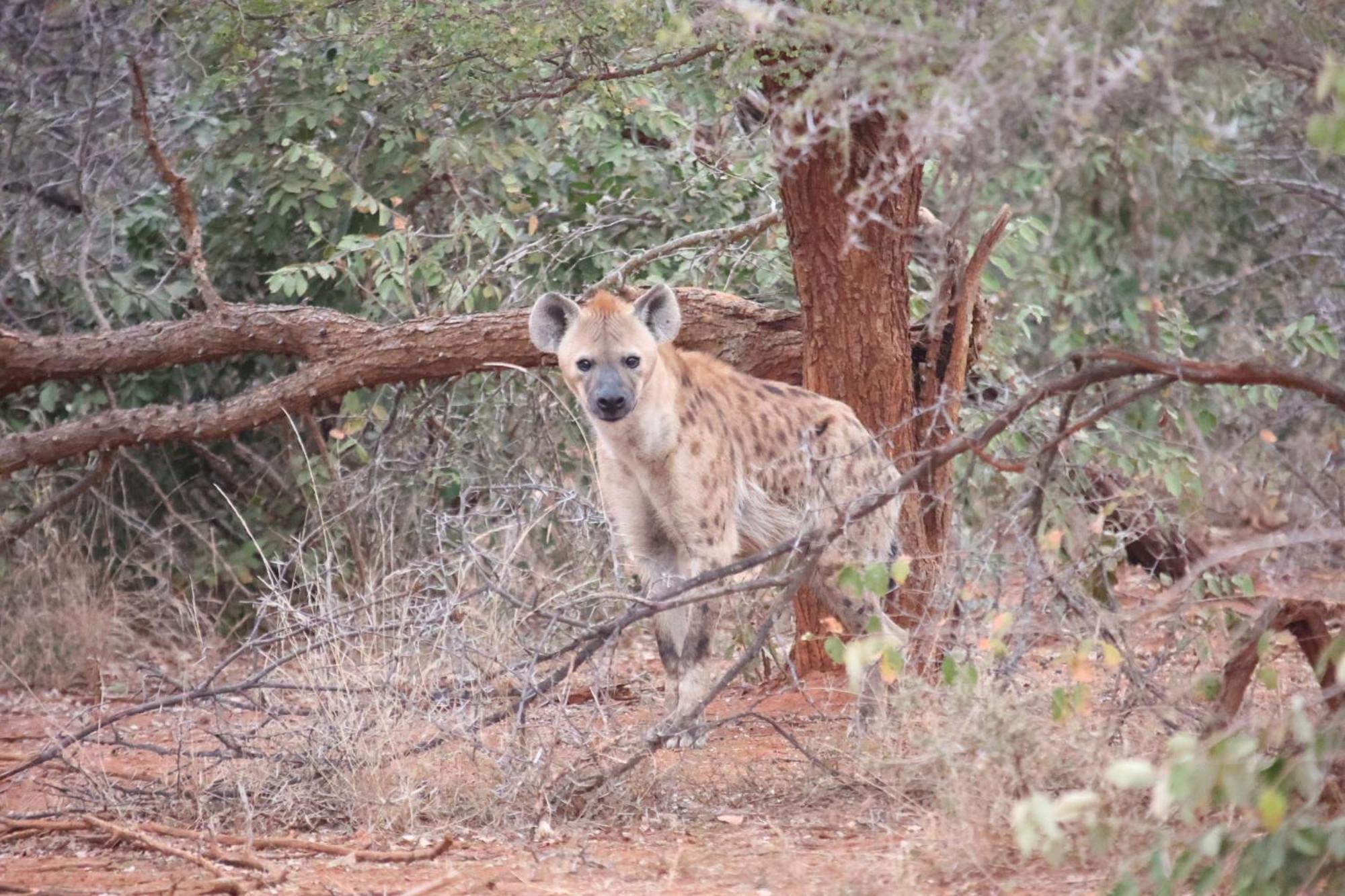คูนาเม ลอดจ์ Villa Karongwe Game Reserve ภายนอก รูปภาพ